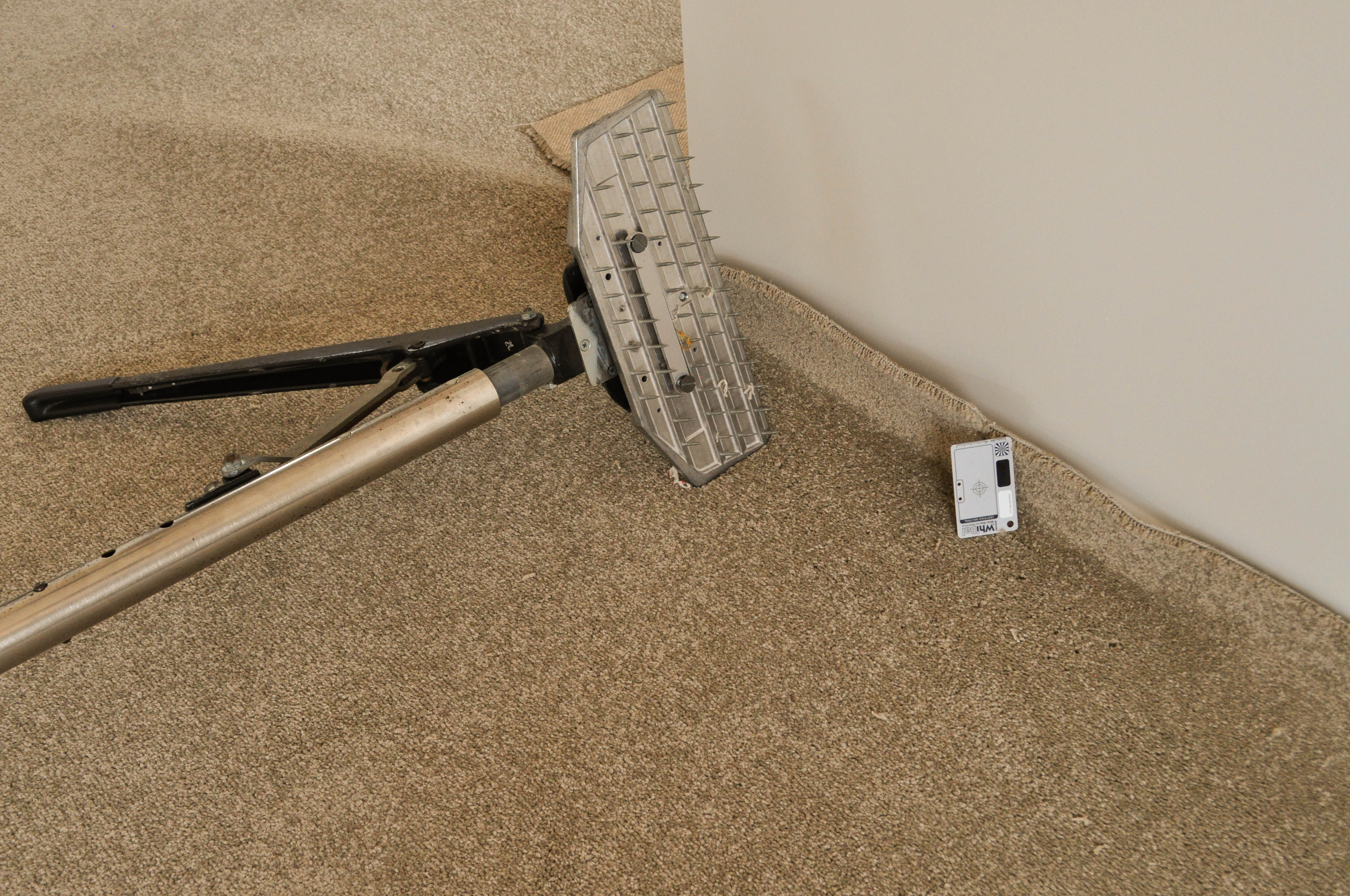 a slab of carpet with ripples in it, in a room that has been lifted of the gripper and where the telescopic head of the power stretcher
has been applied against the carpet gripping it and stretching it. The picture shows the teeth or spikes of the power stretcher that grip the carpet.